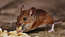 24 Hour & Emergency Exterminators in Riverdale, MI